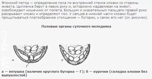 Как отличить цыплят по полу. Определение пола цыплят. Отличить петушка от курочки. Определения пола цыплят по перьям на крыльях. Как определить пол цыпленка по яйцу.