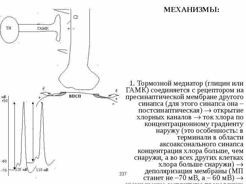 Торможение синапса. Торможение синапса