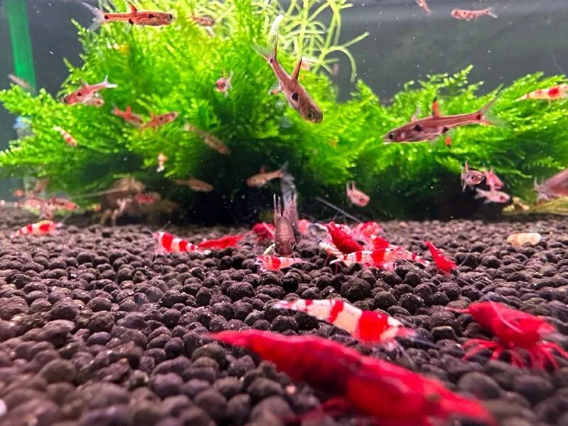 аквариумная студия маши блюм москва