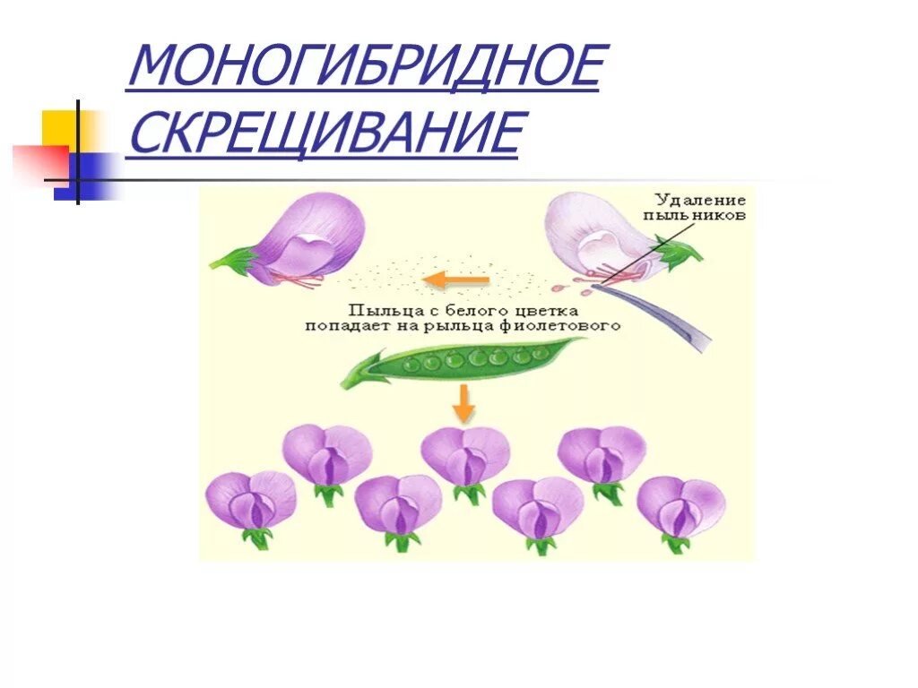 Моногибридное скрещивание какое расщепление. Моногибридное скрещивание схема скрещивания. схема моногибридного скрещивания. генетика моногибридное скрещивание. моногибридное скрещивание это в генетике.