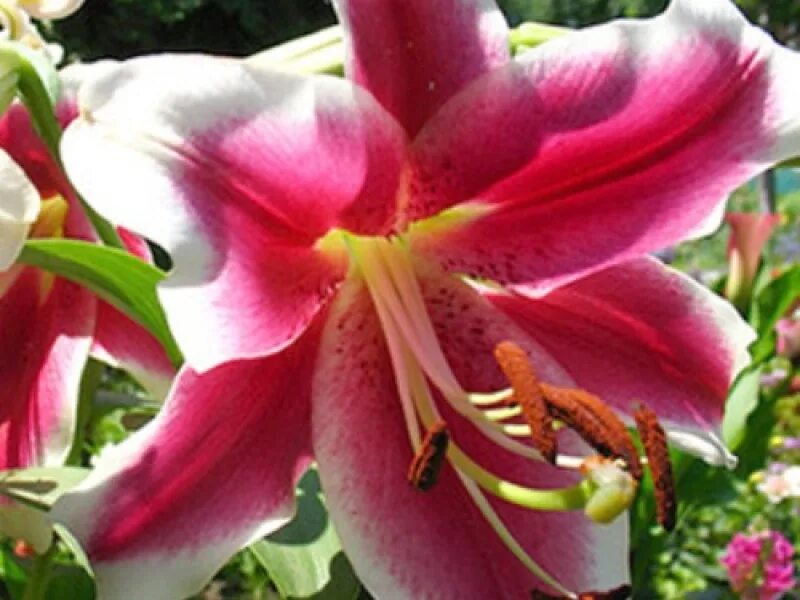 лилии недорого луковицы. лилии недорого луковицы. лилия хеопс (луковицы (1 шт. лилия элит (луковицы (1 шт. луковичные лилии.