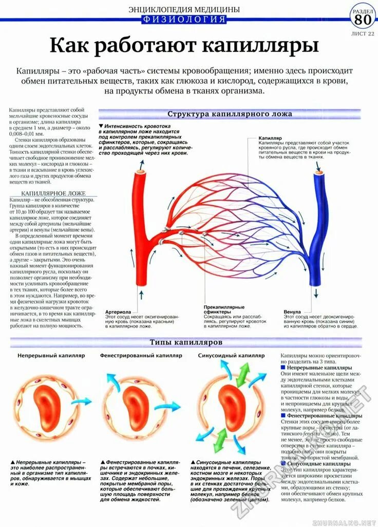 Капиллярная система человека. Капилляры физиология. Кровеносная система капилляры.