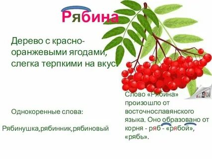 Падеж слова рябине