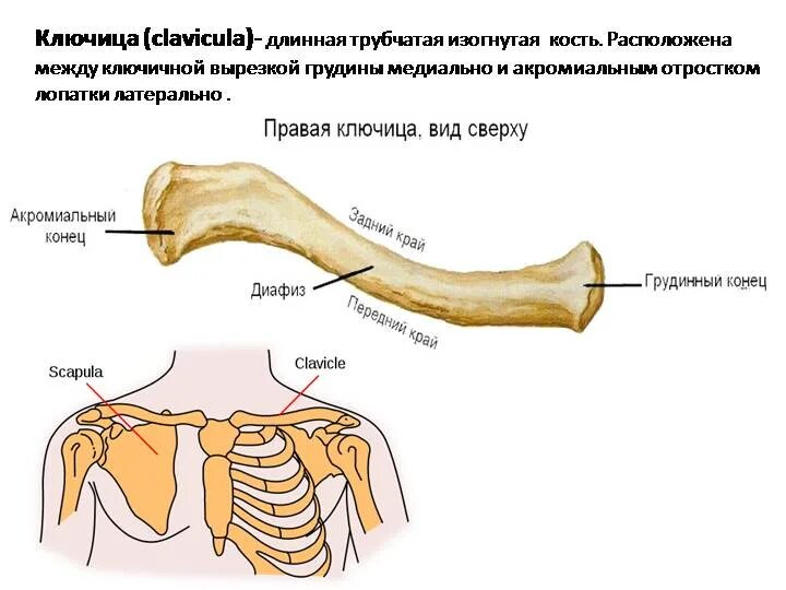 Трубчатая грудная кость. Строение ключицы человека анатомия. Ключица левая строение. Кости ключицы анатомия человека. Ключица губчатая кость.