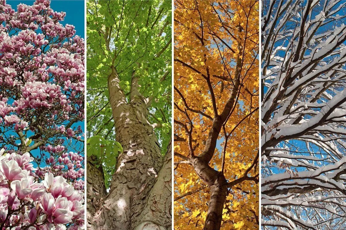 Ссылки на времена года. Зима,Весна,лето,осень. Весна лето осень. Дерево в разные времена года. Поры года.