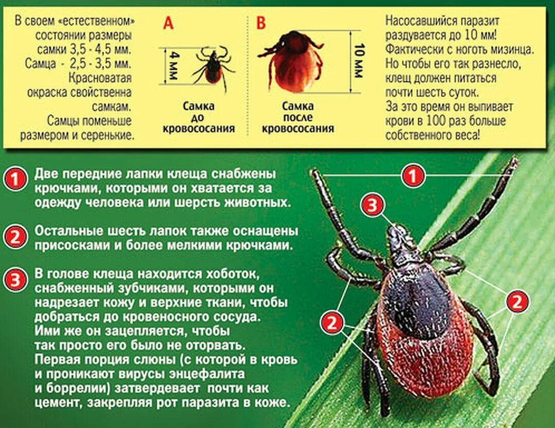 Чем обработать место после клеща. Клещевой энцефалит иксодовый клещ. Паукообразные иксодовый клещ. Иксодовый Таежный клещ. Фото иксодовых клещей.