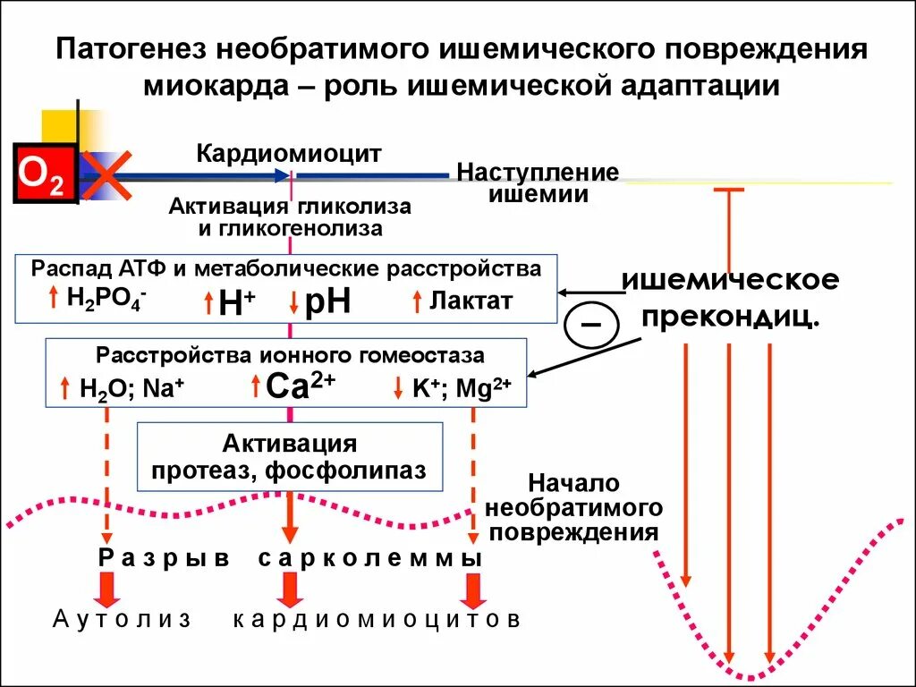 Механизм повреждения кардиомиоцитов при инфаркте миокарда. Механизм развития острого инфаркта миокарда. Патогенез ишемического повреждения. Механизмы развития ишемического повреждения миокарда.