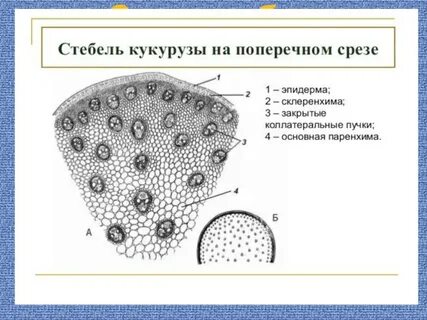 Проводящие пучки однодольных и двудольных
