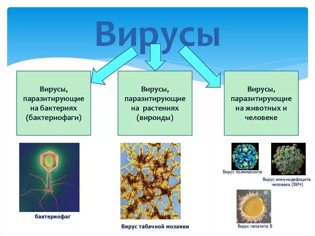 Живые бактерии название. Характеристика царства вирусы схема. Классификация вирусов: вирусы человека, животных, растений, бактерий. Царство вирусы. Вирусы растений.