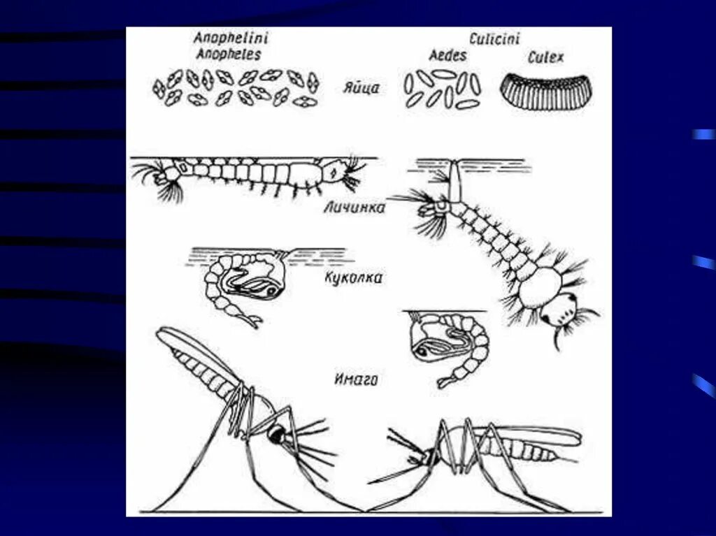Какое развитие у малярийного комара. Жизненный цикл комара Anopheles. Жизненный цикл комаров рода Anopheles. Жизненного цикла комаров рода Culex. Жизненный цикл комара Culex.