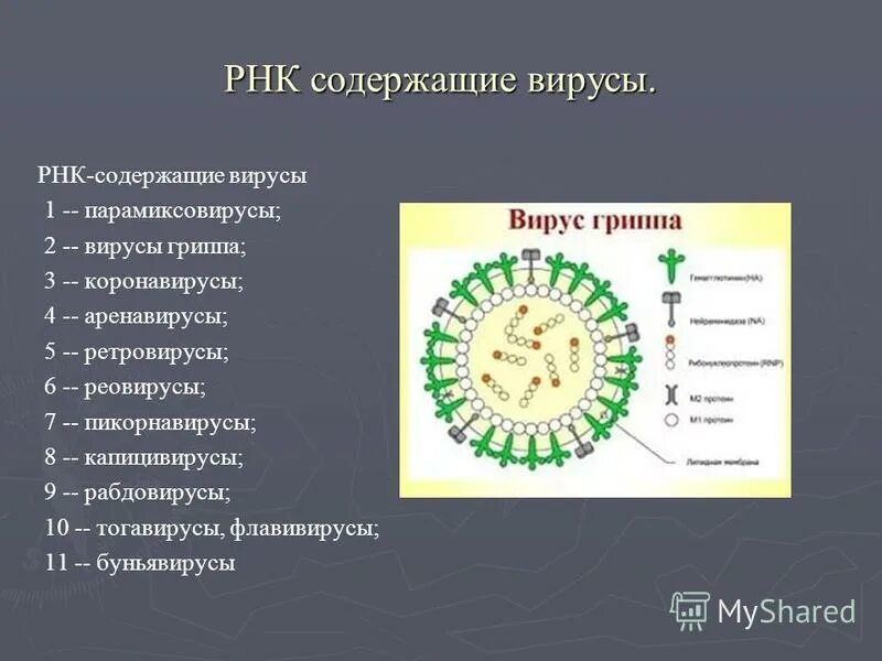 К РНК содержащим вирусам относят. Коронавирус строение вируса. Заболевания вызванные РНК содержащими вирусами. РНК вирусы примеры.