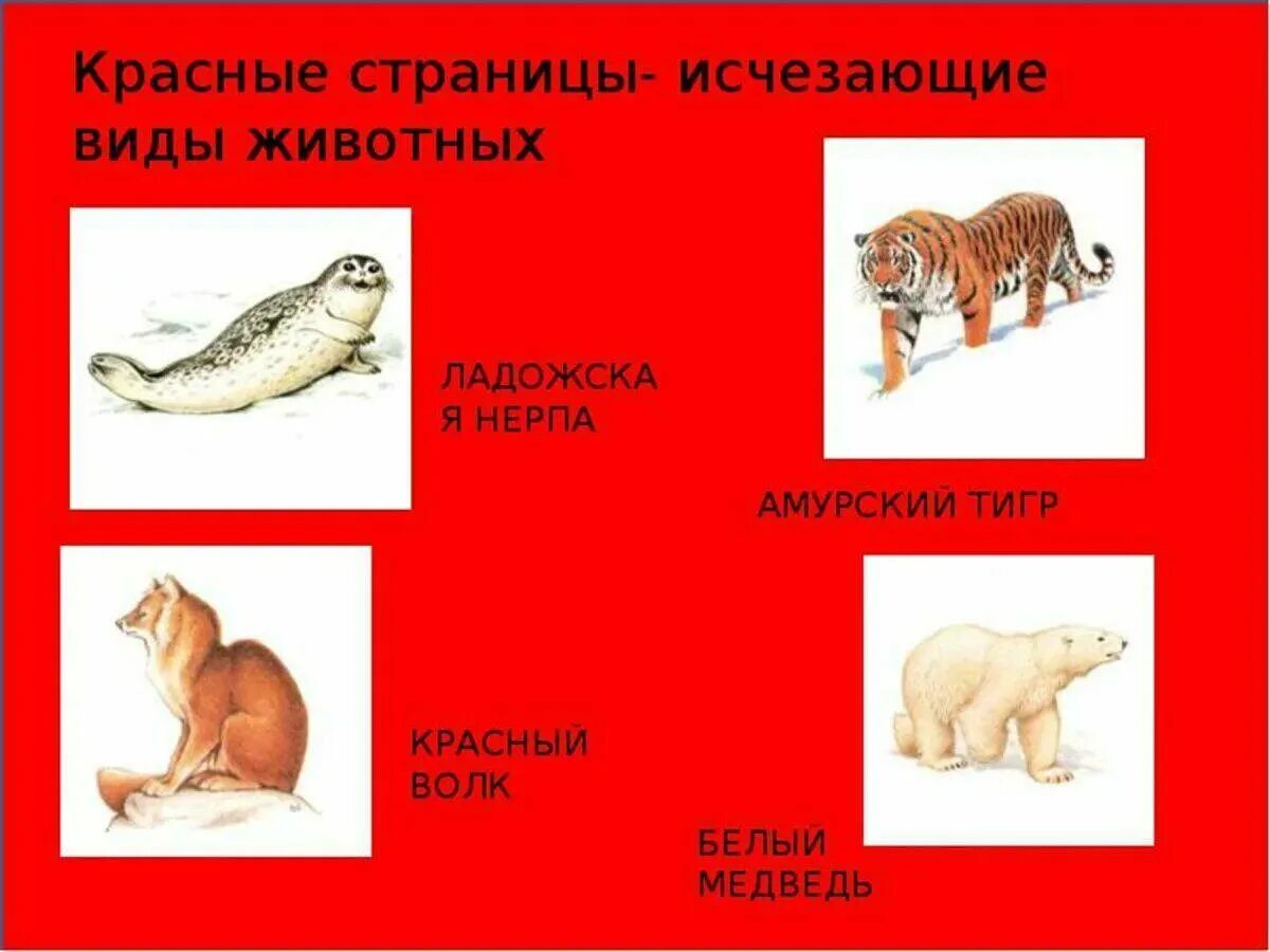 Что относится из животных красных книг. Красные страницы красной книги. красные страницы красной книши. красная книга россии. животные. животные из красной книги на красных страницах.