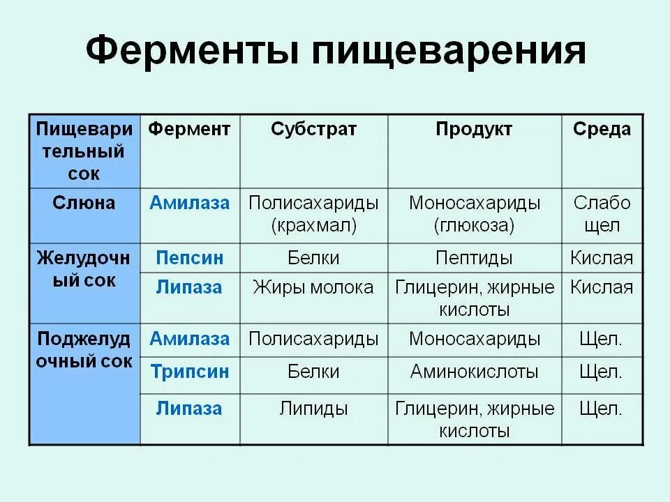 Какие виды пищеварительных ферментов существуют