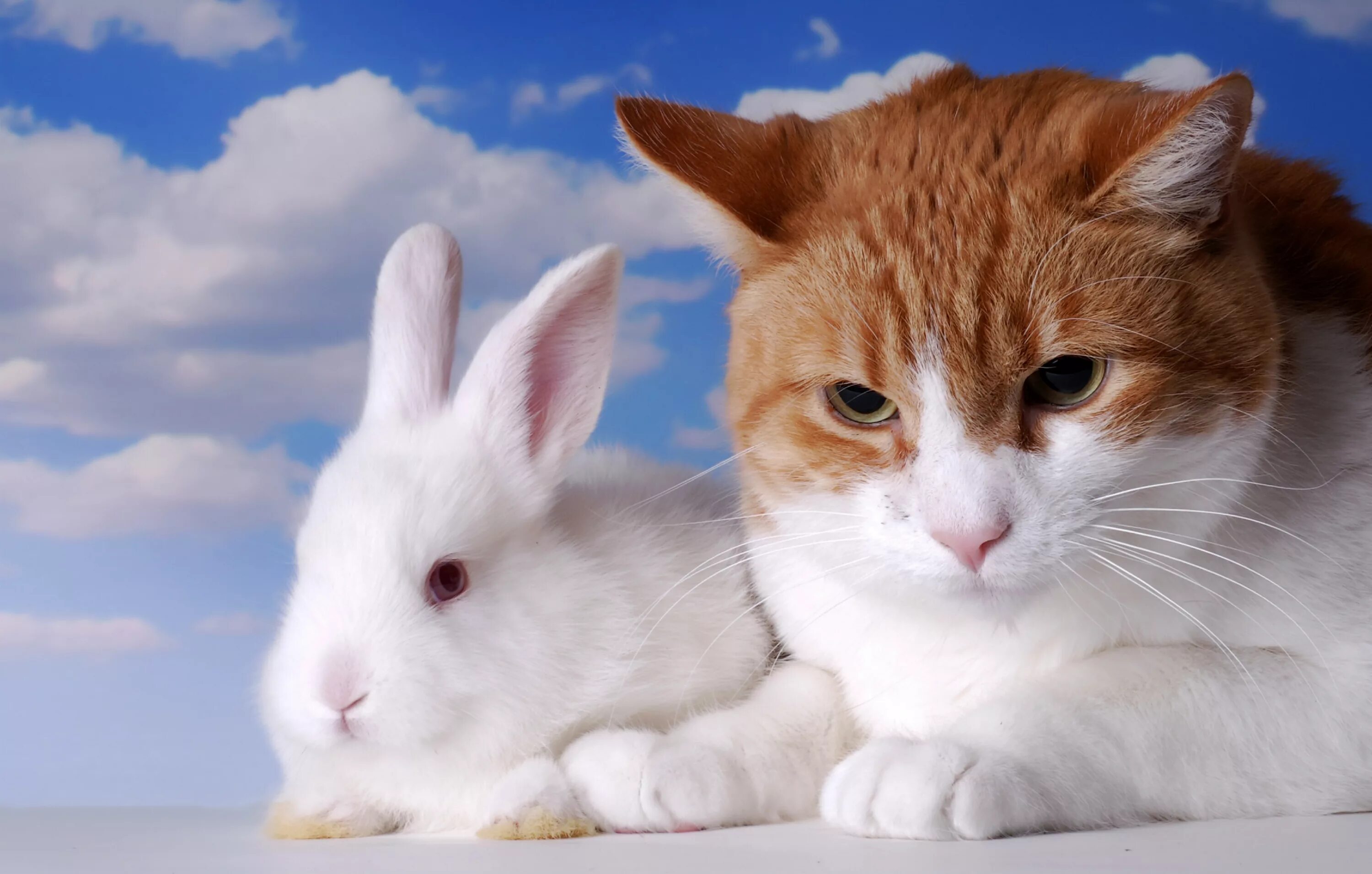 Зайчик и котенок. Кот и кролик. Кролик и кошка. Зайчик и котик. Котята и крольчата.