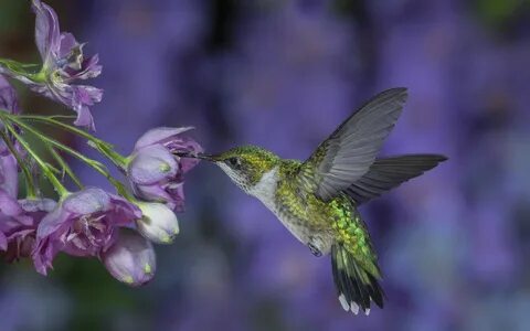 Zelu hummingbird