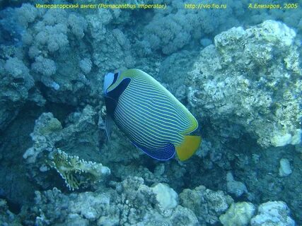 Рыбы красного моря с названиями