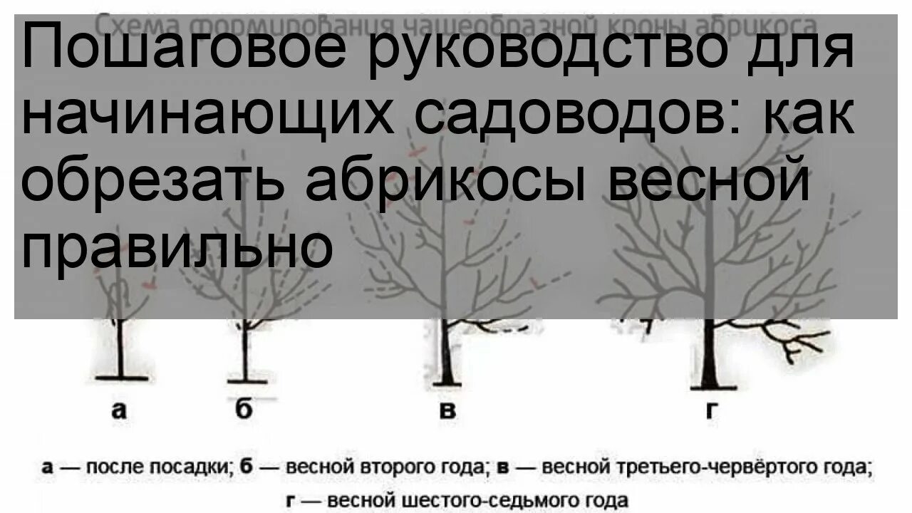 Обрезка абрикоса весной 4 года. Обрезка абрикоса весной 2 года. Весенняя обрезка абрикоса 3 года. Весенняя обрезка молодой абрикосы. Обрезка абрикоса весной как обрезать дерево правильно