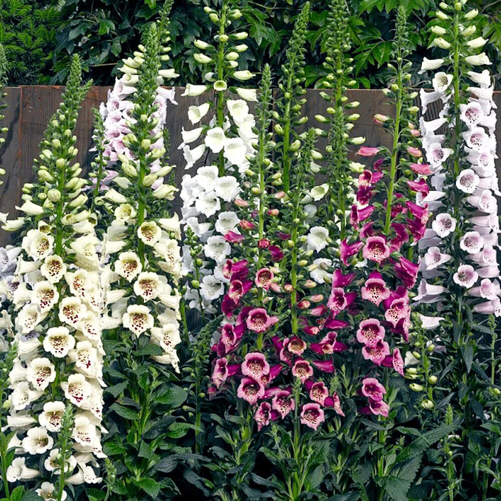 Echium wildpretii - tower-of-jewels Flores exóticas, Plantas exóticas, Flores bo