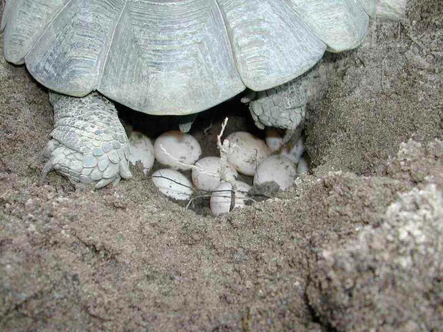 Testudo marginata. Черепашата вылупляются. Яйца среднеазиатской черепахи. Черепахи размножение откладывание яиц.