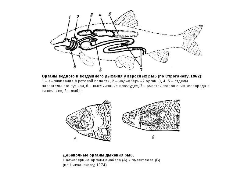 Какого строение органов дыхания рыб. Дыхательная система рыб схема. органы дыхания рыбы схема. дыхательная система костных рыб. дыхательная система рыб. дополнительные органы дыхания.