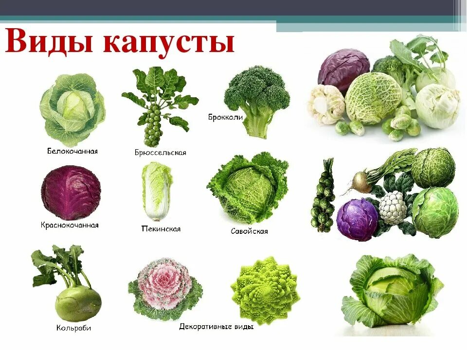 Капуста группа организмов. Кольраби овощ. Кольраби брокколи. Кольраби брюссельская. Сорта капусты с названием.