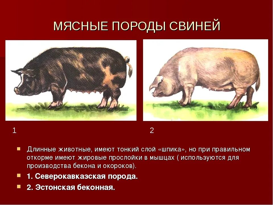 Породы свиней направления