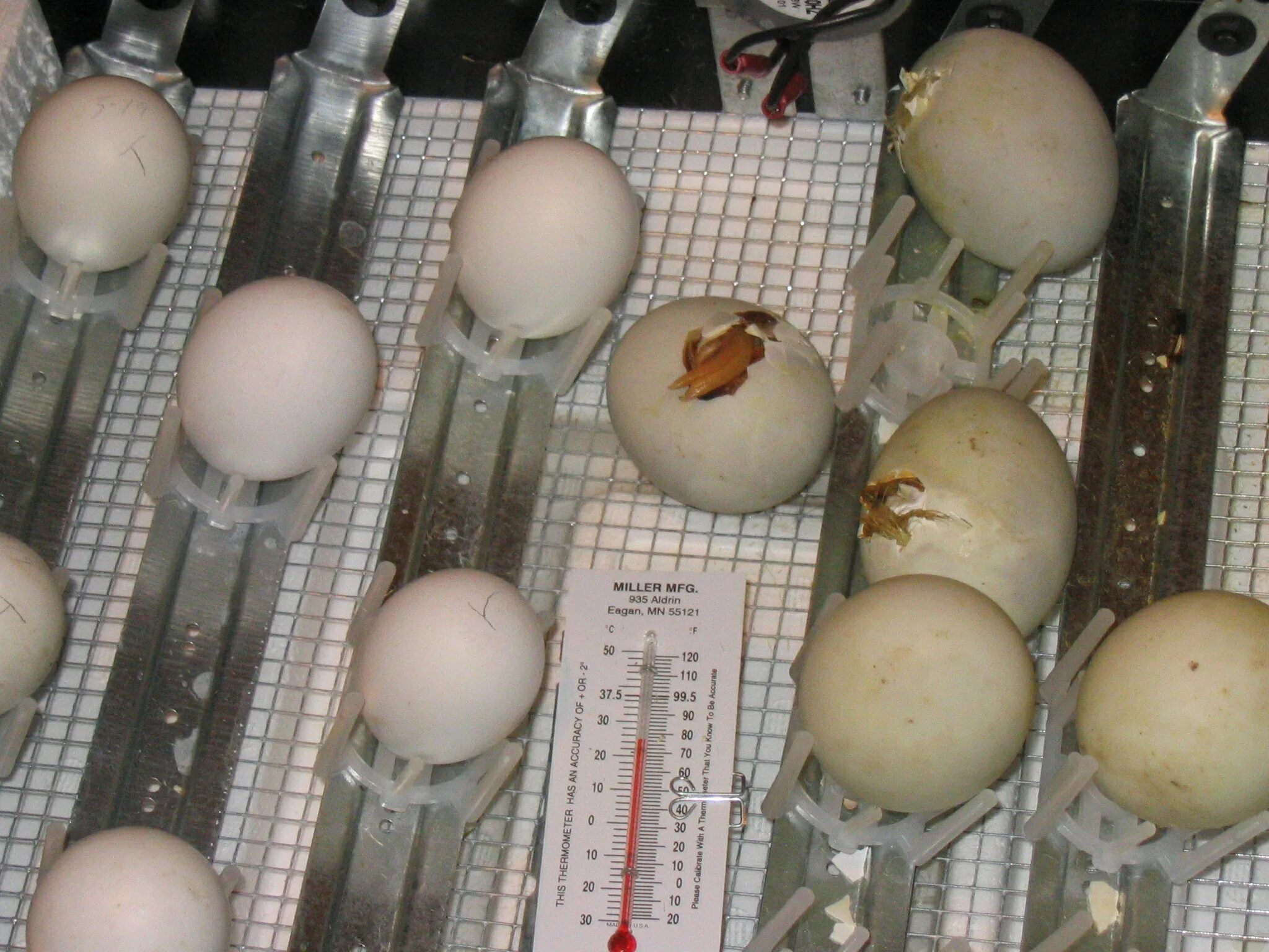 Фото яиц в инкубаторе по дням. Инкубатор для индюшиных яиц. Решетка для инкубатора для индюшиных яиц. Инкубация индюшиных яиц. Инкубация индюшиных яиц в инкубаторе.
