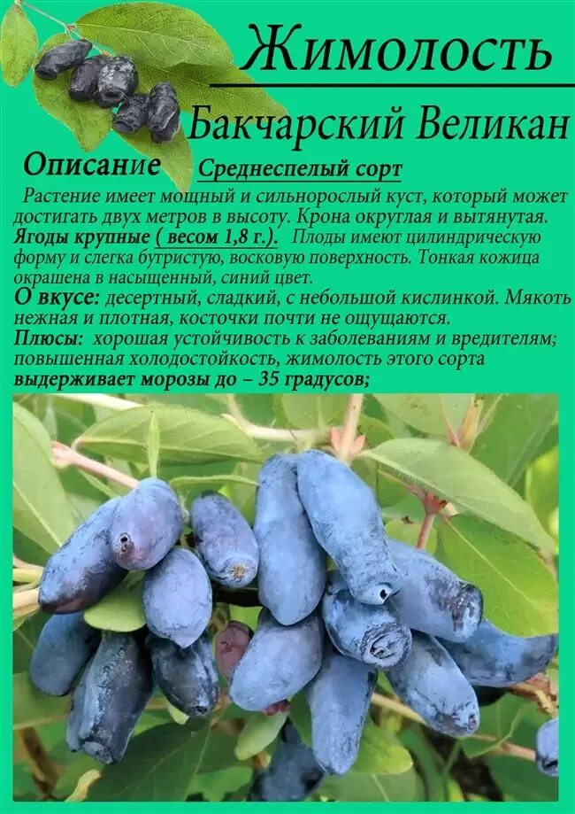 Бакчарские сорта