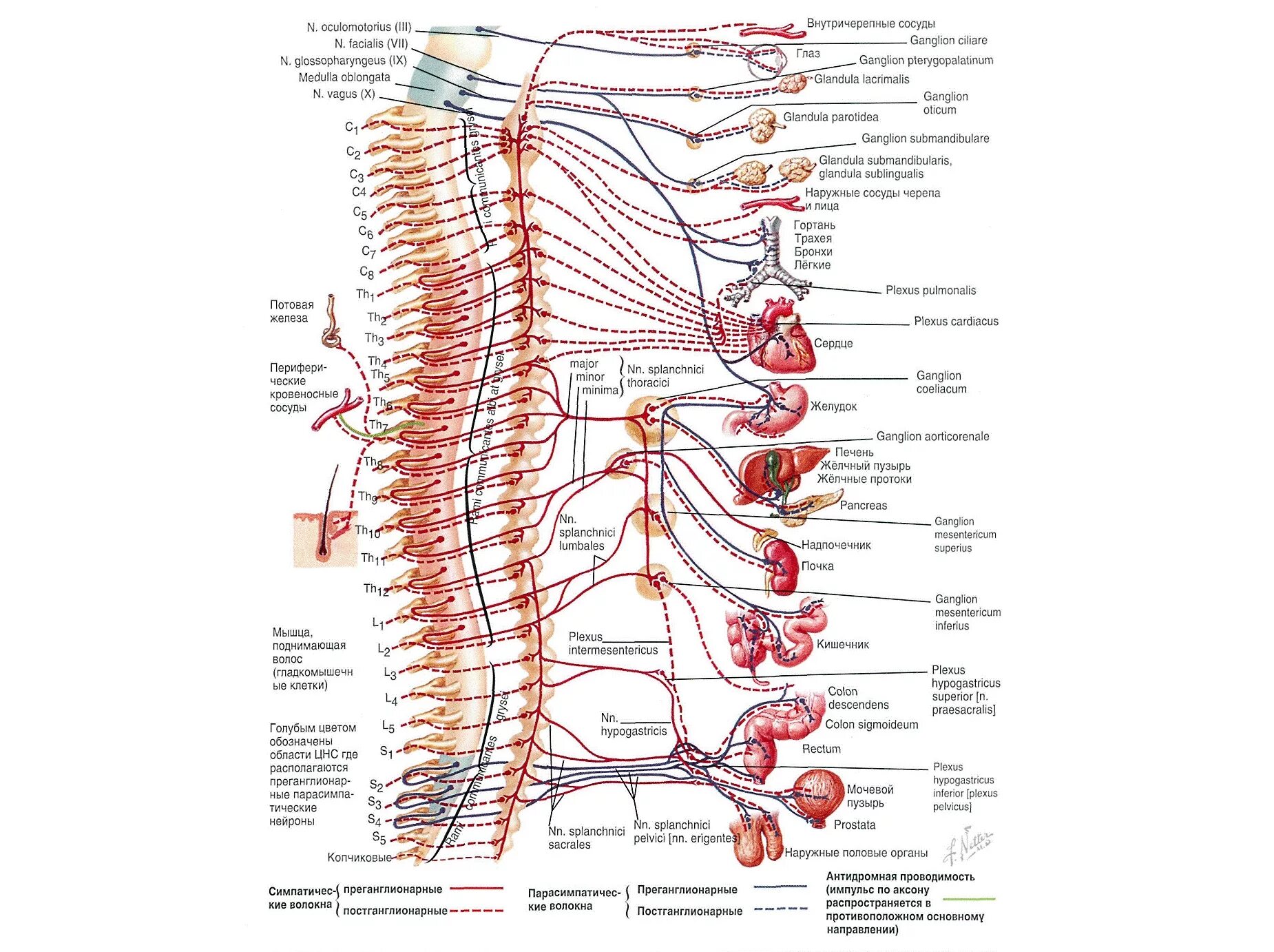 Связь органов человека. Строение позвоночника и нервные окончания. Позвоночник иннервация органов таблица. Строение позвоночника человека нервные окончания. Человек анатомия органы позвоночник.