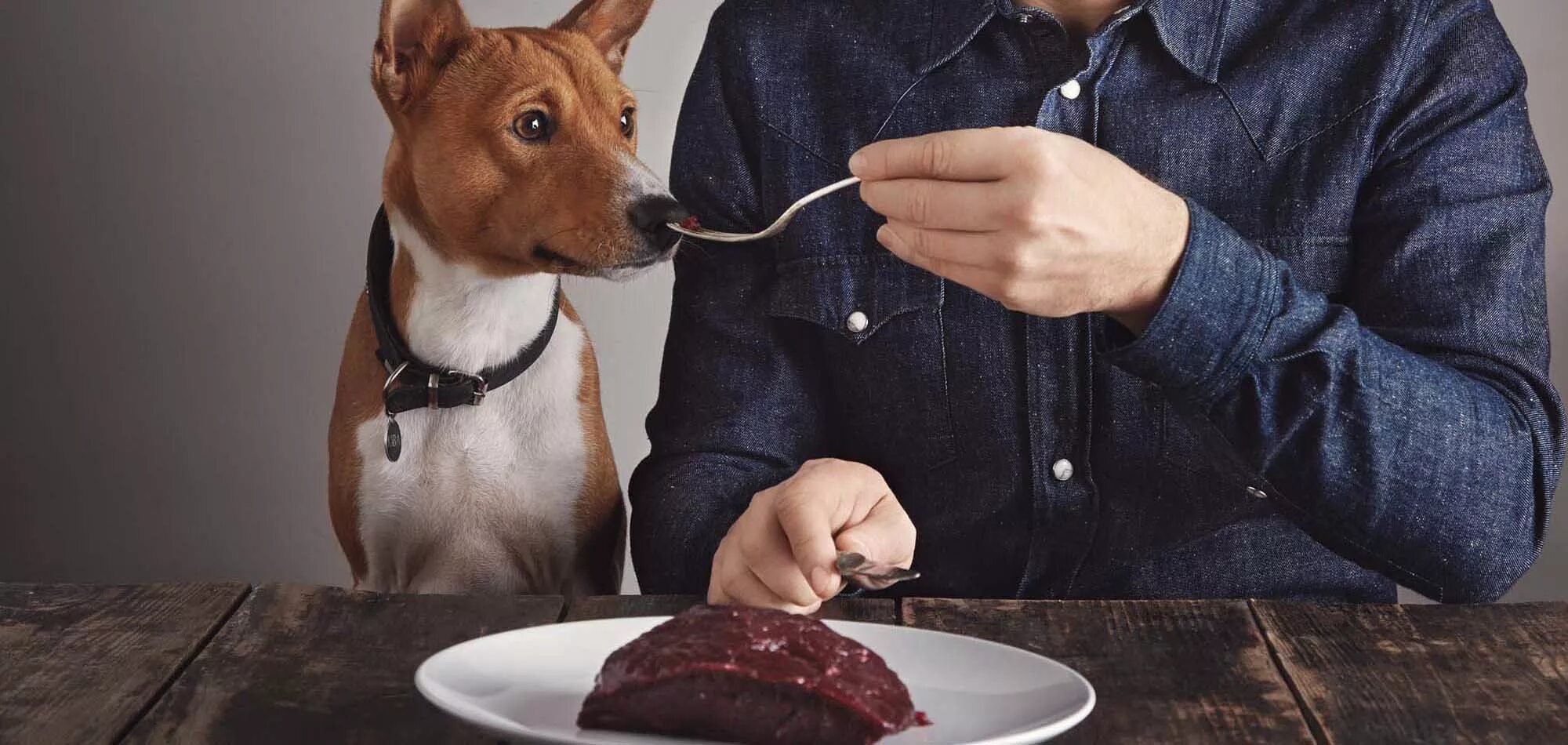 Дайте собакам мяса. Еда для собак. Собачка кушает.