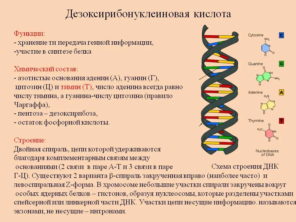 Структура дезоксирибонуклеиновой кислоты (ДНК).. Нуклеиновые кислоты структура ДНК. Строение нуклеиновых кислот ДНК. Дезоксирибонуклеиновая кислота строение и функции. Нуклеиновые кислоты рнк функции