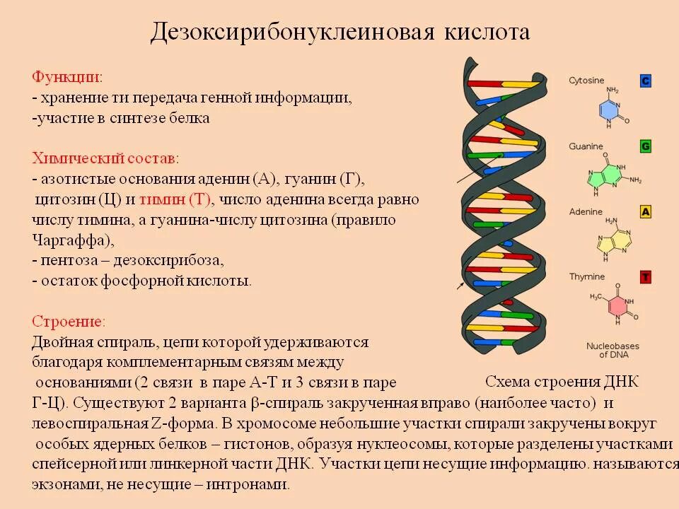 Функции нуклеиновых клеток. Строение нуклеиновых кислот днк и рнк. нуклеиновые кислоты структура днк. строение нуклеотида молекулы днк. типы связей в днк и рнк.