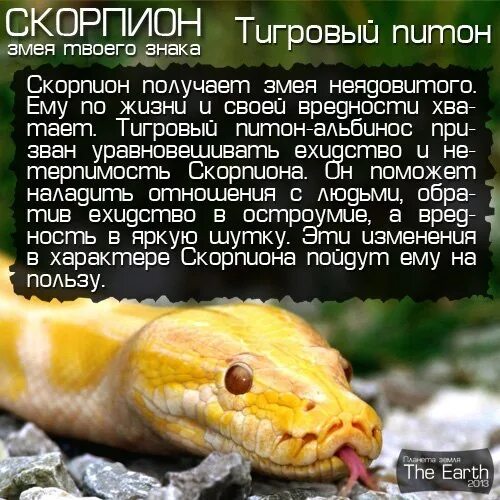 Рыба в год змеи. Скорпион змея. Змея гороскоп. Гороскоп змеи характеристика. Змеи и Скорпионы.