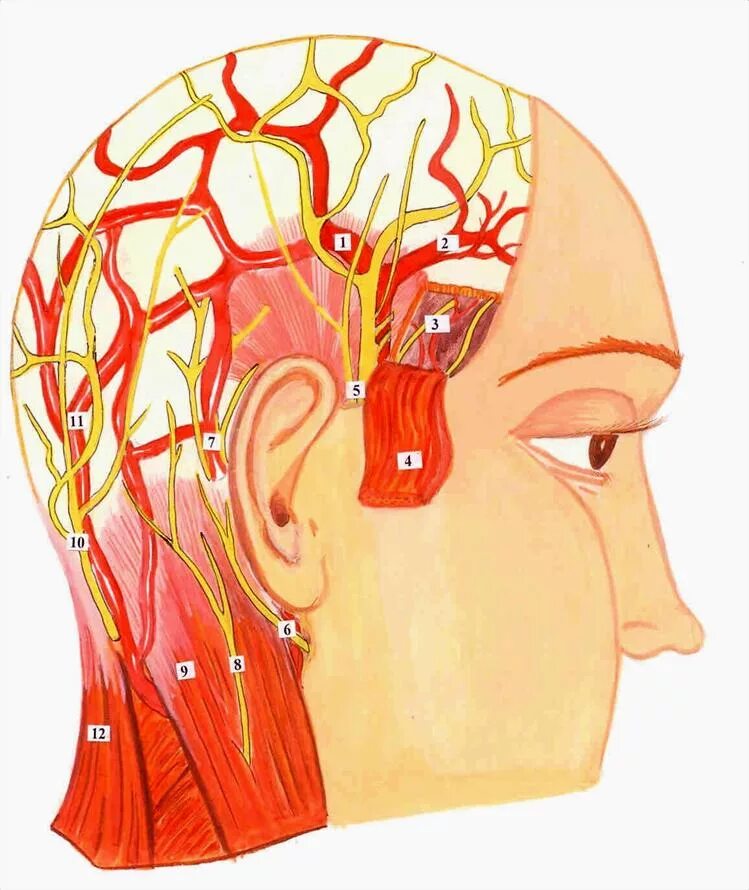 Тройничный нерв на голове. Тройничный нерв анатомия мозг. Нервные окончания на голове. Нервные окончания головы и шеи.