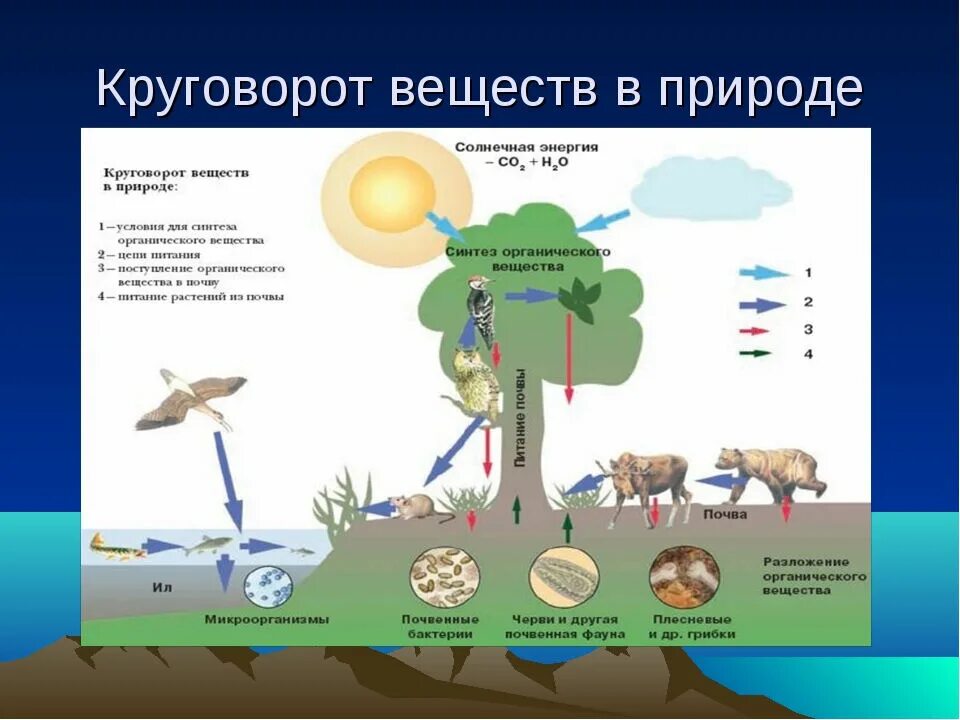 Переход питательных элементов от неживой природы. Круговорот живых веществ в природе. Схема биологического круговорота веществ. Круговорот веществ 5 класс биология. Круговорот веществ в природе 3 класс окружающий мир.