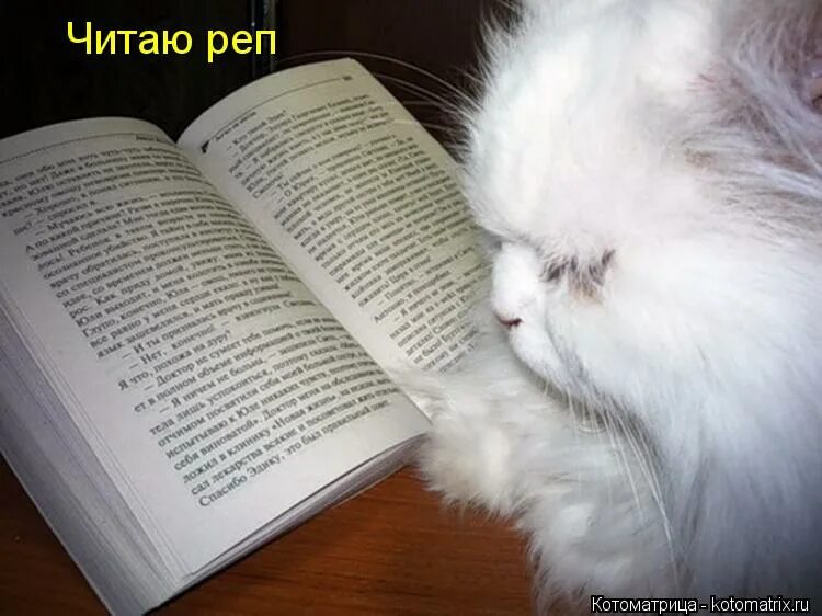 надоело читать книги. кот ученый песни заводил. кот ученый песни заводил. стих кот ученый. мужчина как кот ученый идет.