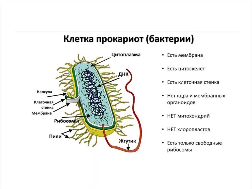 Формы жизни прокариоты