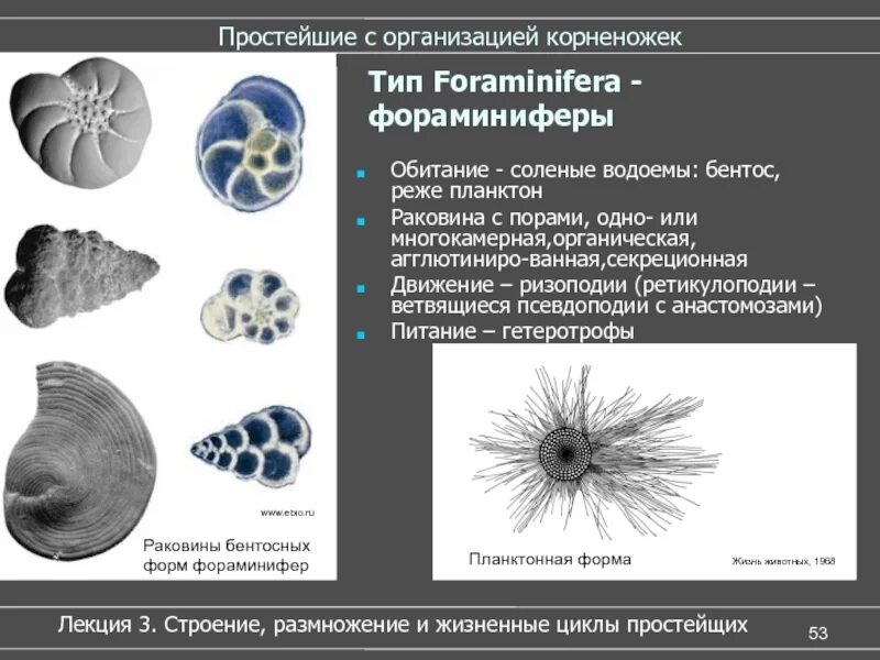 Простейшие образ жизни