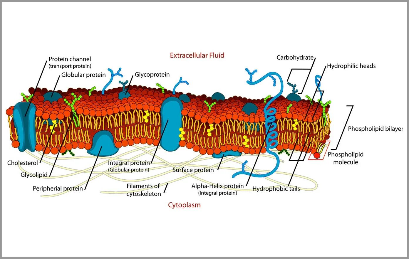 Клеточная перетяжка у каких клеток. Белки цитоплазматической мембраны. Цитоплазматическая мембрана схема строения 10 класс. Трехслойная цитоплазматическая мембрана. Строение цитоплазматической мембраны.