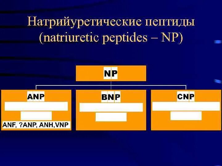 Анализ натрийуретический пептид 32 мозга. Натрий уретич пептид. Мозговой натрийуретический пептид. Норма натрийуретического пептида. Мозговой натрийуретический пептид BNP норма.