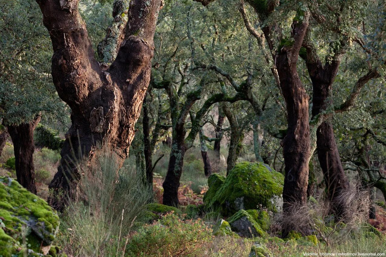 Плантации пробкового дуба в Португалии. Пробковый дуб в Португалии. Леса Португалии пробковый дуб. Дуб пробковый лес в Португалии.