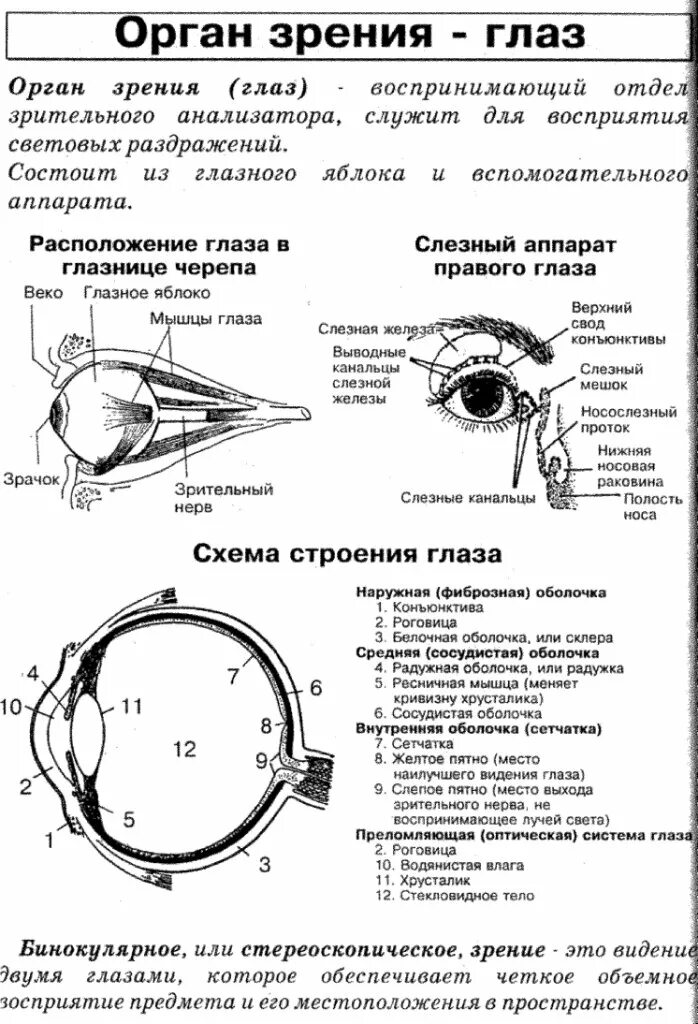 Строение оптического аппарата зрительного анализатора. Строение зрительного анализатора оболочки. Таблица орган зрения и зрительный анализатор. Анализатор строение и функции глаза. Оболочки глаза человека таблица