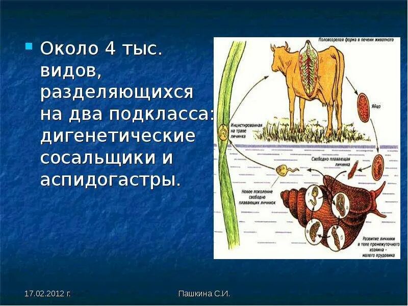 Тип выделительной системы сосальщиков. Выделительная система печеночного сосальщика. Цикл развития печеночного сосальщика биология. Строение выделительной системы печеночного сосальщика.