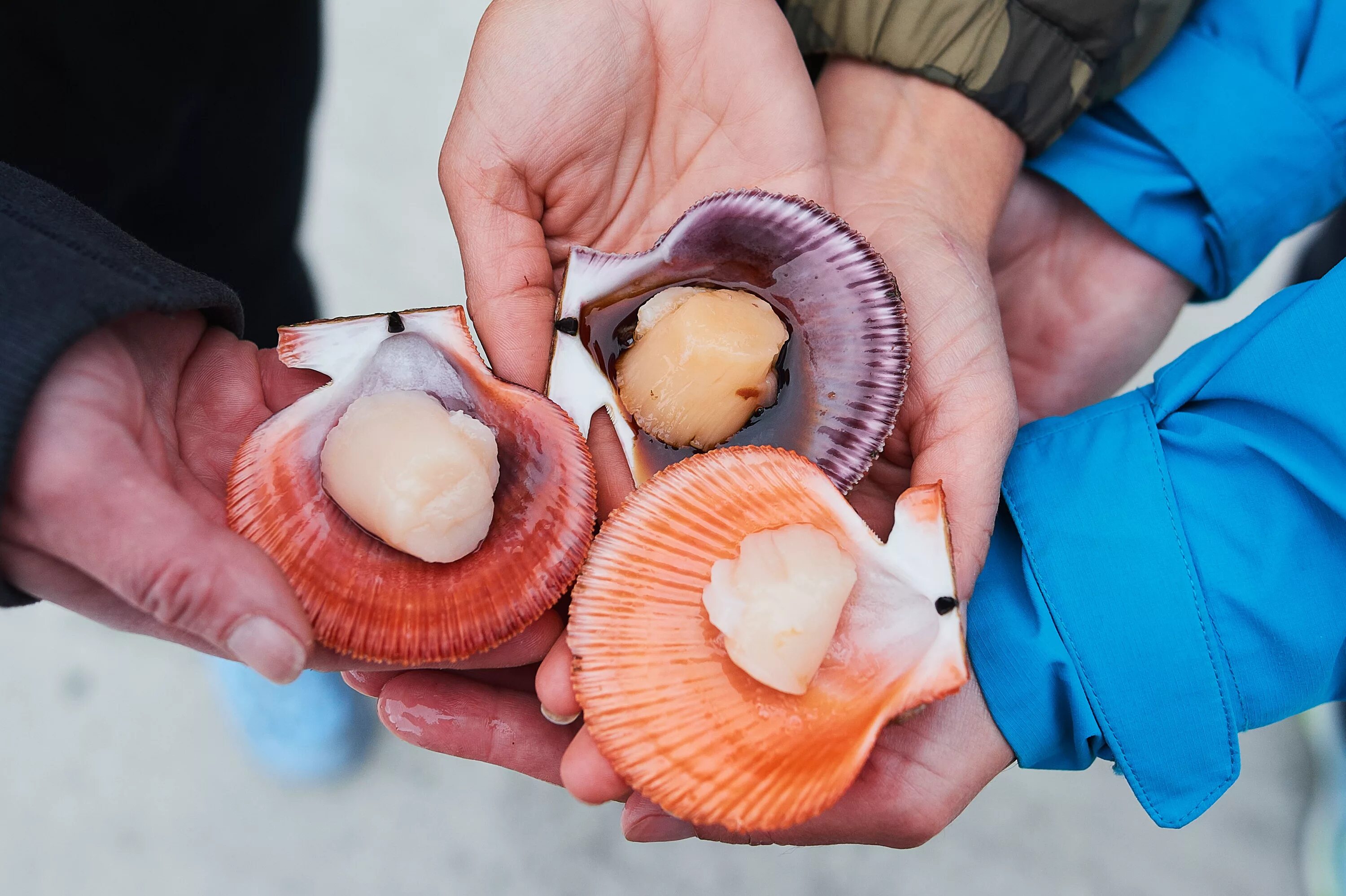 На что похож вкус гребешков. Морской гребешок Баренцева моря. Морской гребешок моллюск. Териберка морские деликатесы. Сингапурские гребешки.