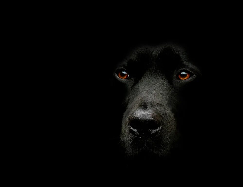 Собака в темноте. Собачья морда на черном фоне. чёрная собака в темноте. силуэт собаки на темном фоне фото. черный пёс №4.