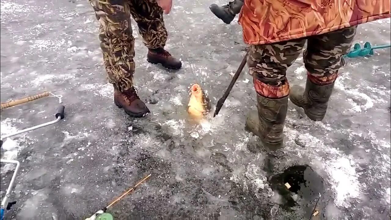 Карпы зимой видео. Карп зимой. зимняя рыбалка на карпа. ловля сазана зимой. рыбалка на сазана зимой.
