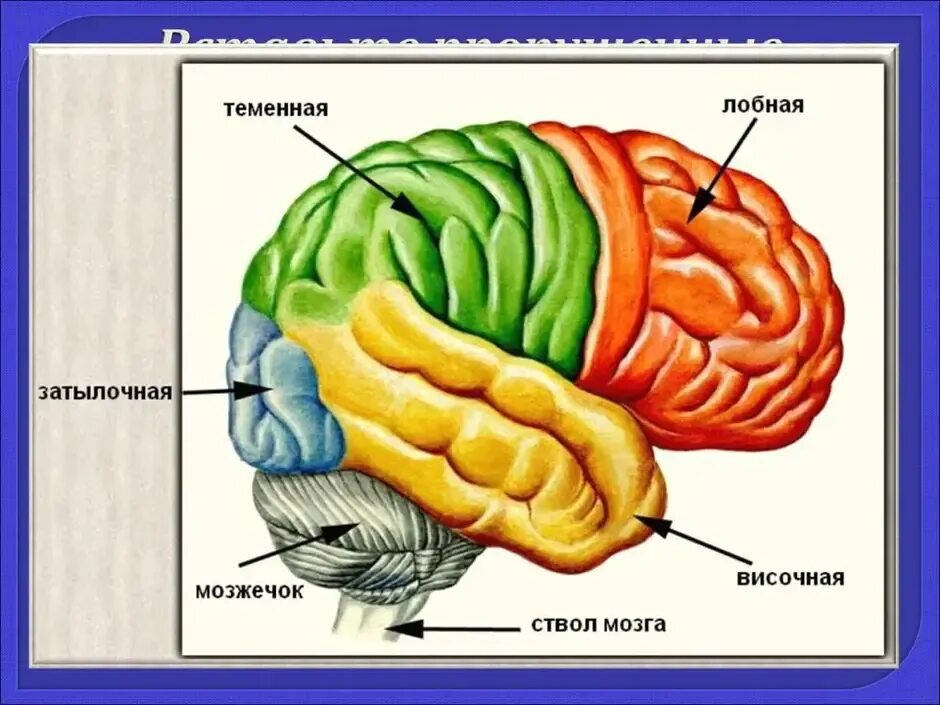 8 Класс биология анализатор полушария большого мозга. Строение головного мозга биология. Схема строения отделов головного мозга. Структуры головного мозга биология 8 класс.