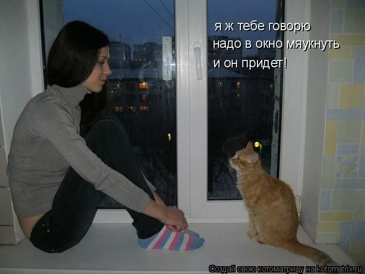 Смешные картинки про котов с надписями. Жирный кот с надписью. Женщина в ночи. Кот в форточке. Кот юмор.