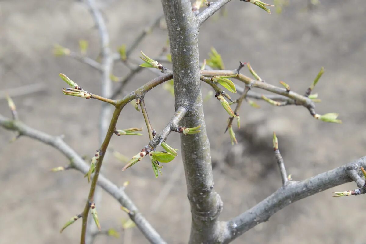 Мелкоплодная груша. Груша с шипами на ветках. Груша краснобокая. Груша дичка дерево. Колючки груши.
