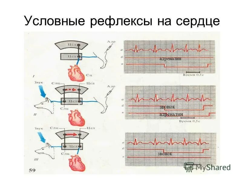 рефлекторная регуляция сердца физиология. рефлекс циона людвига физиология. рефлексы бейнбриджа, гольца. сердечный условный рефлекс. рефлектор ная регуляци деятельности срердца.